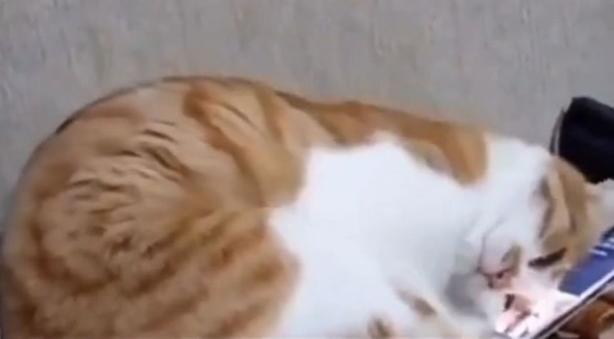 La increíble reacción de un gatito cuando ve un video de su dueño fallecido