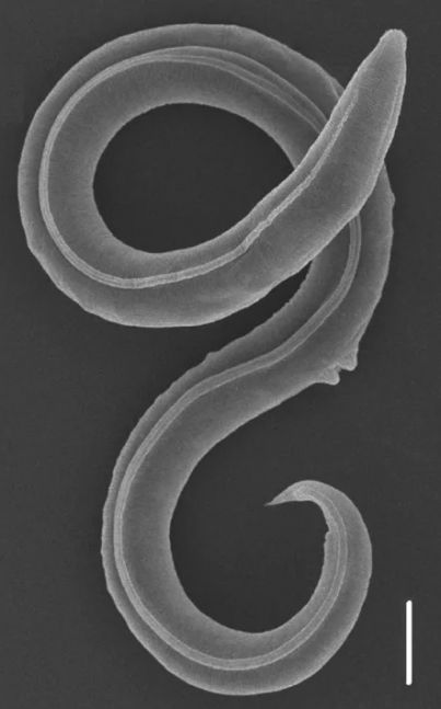 Un gusano revivió después de estar congelado por más de 46 mil años