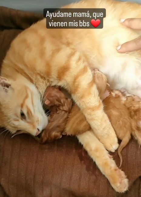La gatita embarazada que le pide ayuda a su humana para traer a sus crías al mundo