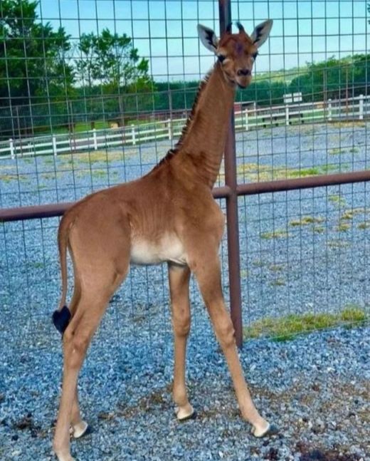 Insólito: nació una jirafa sin manchas y se cree que es la única en el mundo