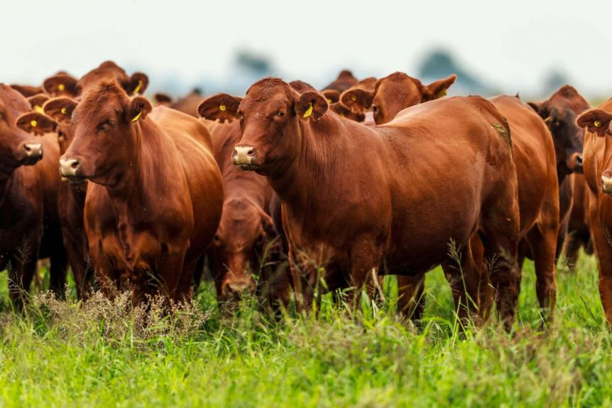 Fomentar el agro: quedó en efecto la suspensión a las retenciones lecheras y en Provincia impulsan el sector bovino