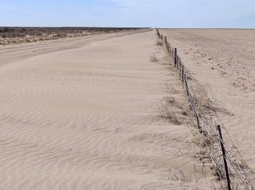 Mortandad de animales, un efecto de la sequía que preocupa al campo bonaerense