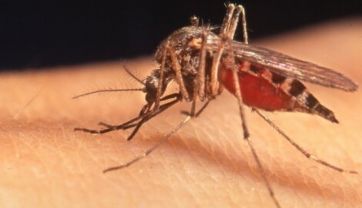 Brote de Chikungunya en la Provincia: qué municipio bonaerense se declaró en emergencia