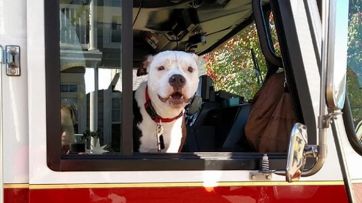 Un pequeño cachorro rescatado de un incendio se convierte en héroe de su ciudad