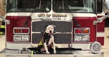 Un pequeño cachorro rescatado de un incendio se convierte en héroe de su ciudad