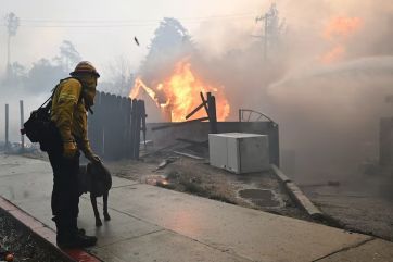 Cómo continúa el estado de los animales tras los feroces incendios de Los Ángeles