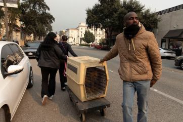 Cómo continúa el estado de los animales tras los feroces incendios de Los Ángeles