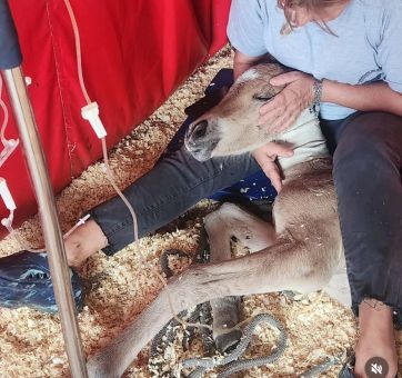 ¡Salvemos el Hospital Equino! Únete a la Colecta de Caballos de Quilmes