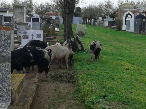 Gran chanchada en el cementerio de Las Flores