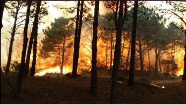 Cuatro horas de fuego: las llamas azotan los bosques de Valeria del Mar y Cariló