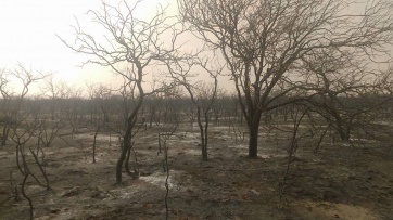 Coronel Dorrego, Villarino y Puan, los distritos que batallan duro contra los incendios