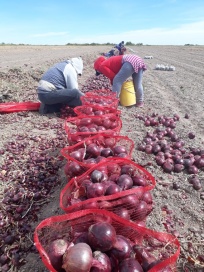 Trabajadores cebolleros paran y cortan Ruta 3