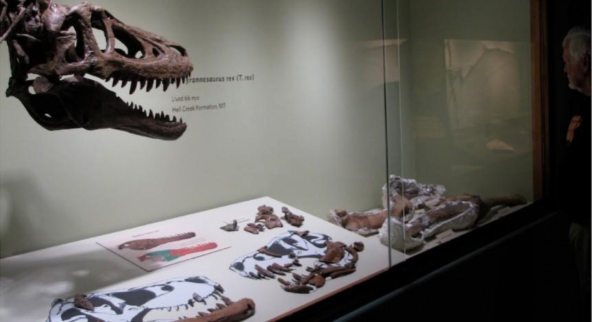 Coleccionista privado subasta el fósil de un dinosaurio bebé de 68 millones de años